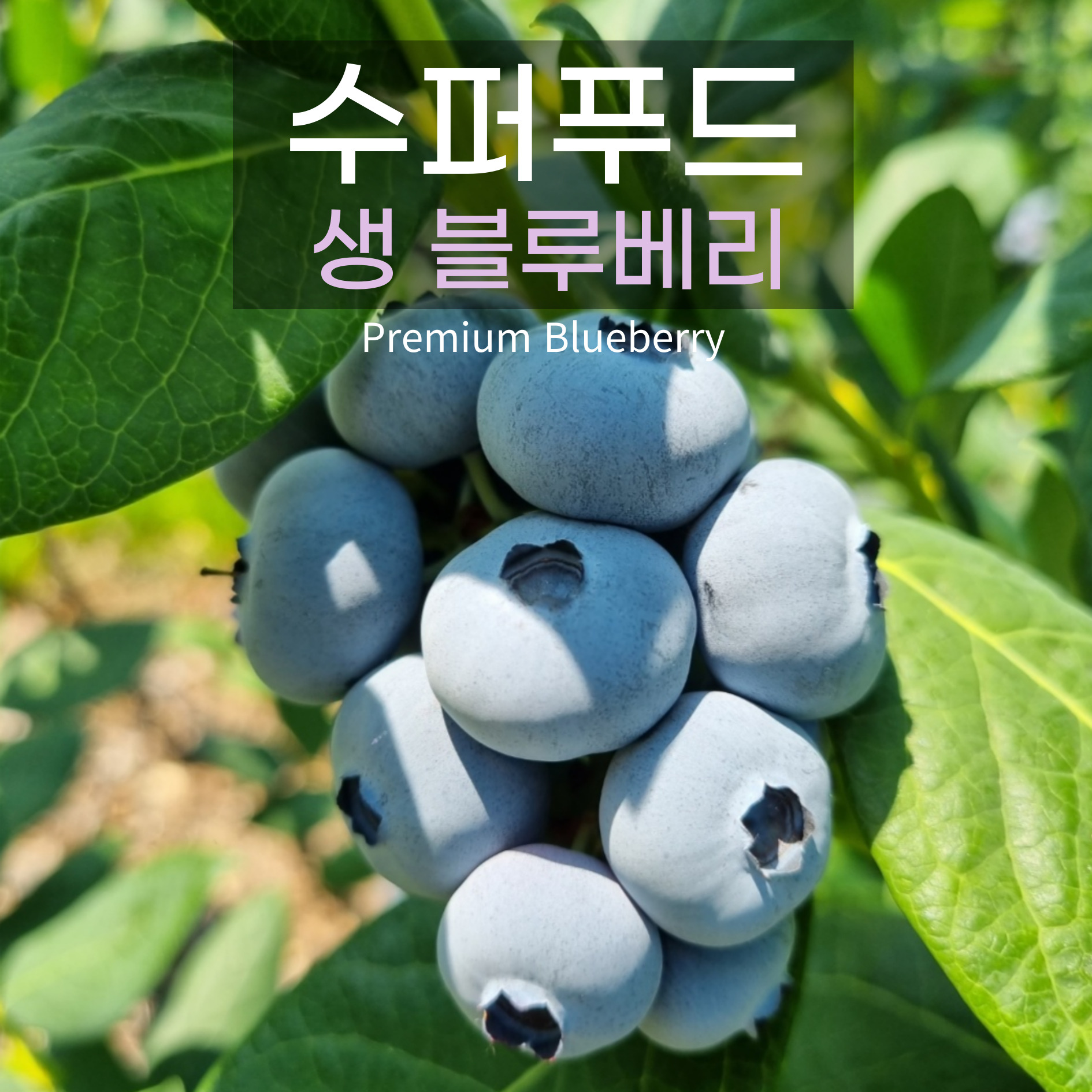 top_banner
